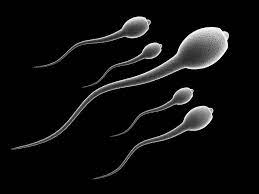 US Sperm Bank Market